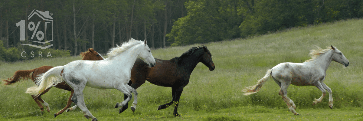 Buy or sell your equestrian property today with 1 Percent Lists CSRA